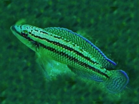 Dickfelds Schlankcichlide Julidochromis dickfeldi