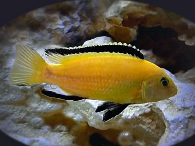 Gelber Maulbrüter Labidochromis caeruleus “Yellow”