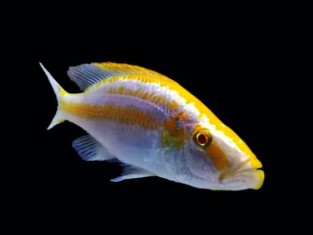 Messerbuntbarsch Albino Dimidiochromis compressiceps