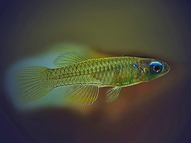Normans Leuchtaugenfisch, Blauer Leuchtaugenfisch Aplocheilichthys normanni