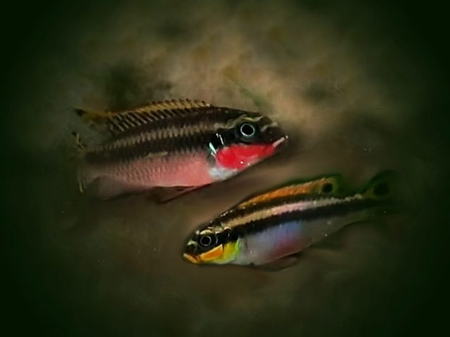 Smaragdbuntbarsch Pelviachromis taeniatus Nigeria Red 1 Paar