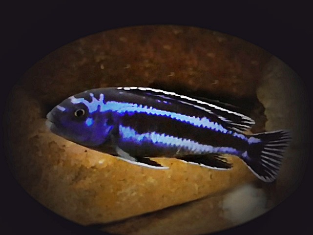 Stahlblauer Maulbrüter Melanochromis maingano
