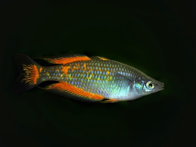 Parkinson Regenbogenfisch Melanotaenia parkinsoni
