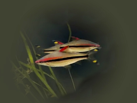 Denisonibarbe Rotstrichbarbe Puntius denisoni