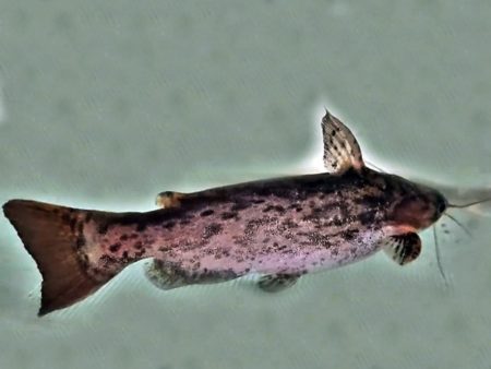 Schwemmholz-Wels Trachelyopterus fisheri